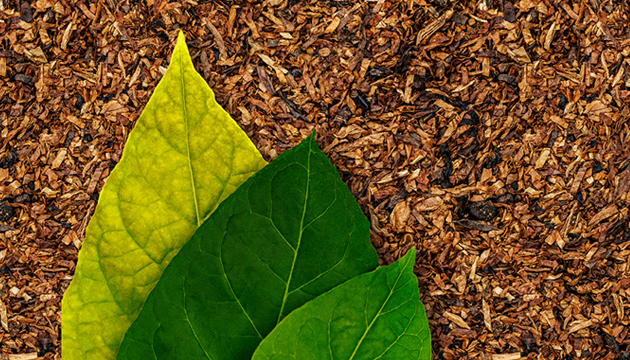 Naturally Extracted Tobacco